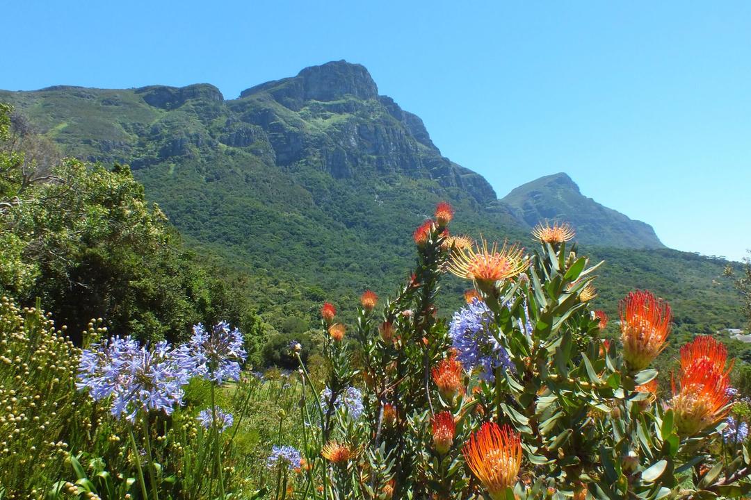 Taffelberget och Kirstenboschimage - 0